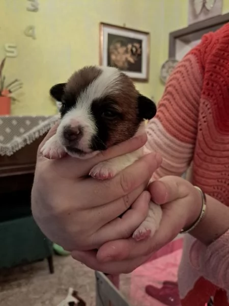 Cuccioli Jack Russell Terrier  alta genealogia Pedigree ROI  | Foto 2