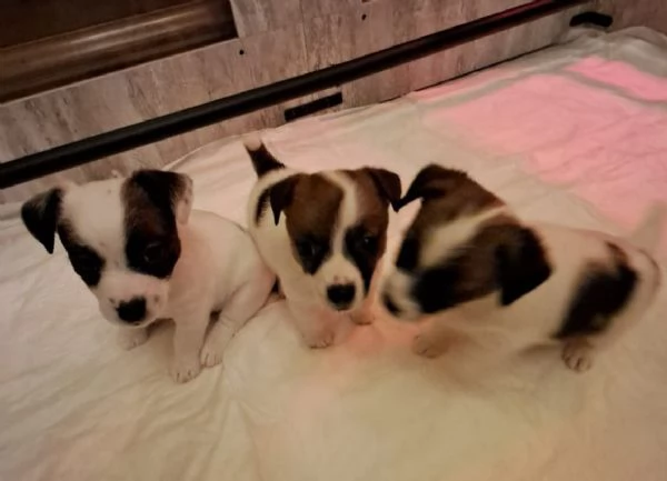 Cuccioli Jack Russell PER SETTEMBRE  | Foto 0
