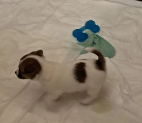 Cuccioli Jack Russell PER SETTEMBRE 