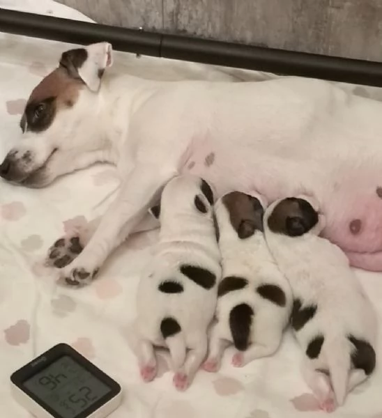 Cuccioli Jack Russell Terrier  alta genealogia Pedigree ROI  | Foto 1
