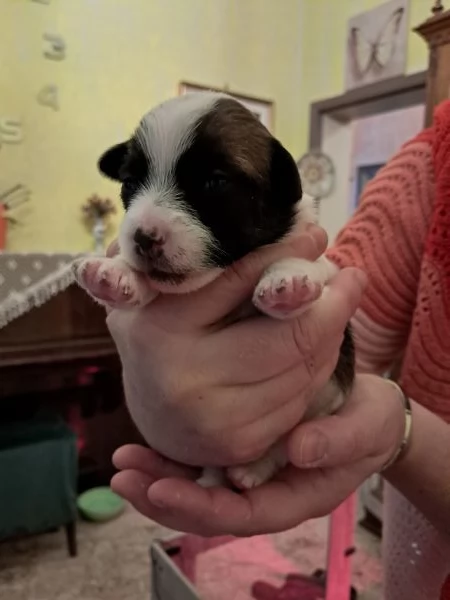 Cuccioli Jack Russell Terrier  alta genealogia Pedigree ROI  | Foto 0
