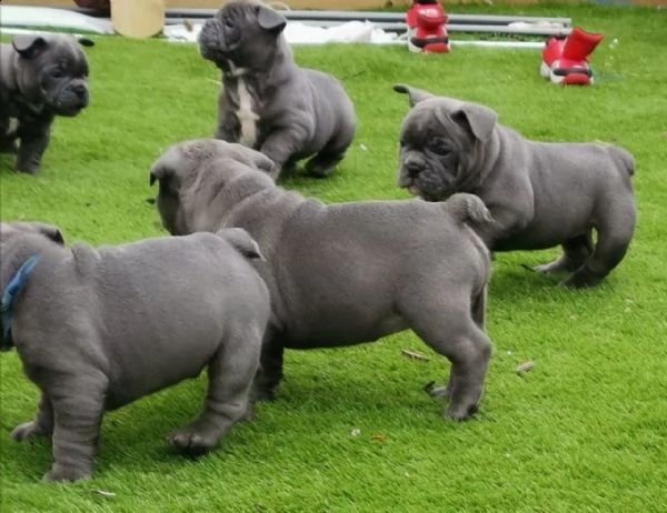 cuccioli bulldog francese  pedigree enci | Foto 1