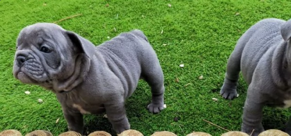 cuccioli bulldog francese  pedigree enci | Foto 0