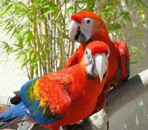 adottare pappagalli arlecchino ara allevati a mano eparlanti dalle nostre voliere e offrirti la poss