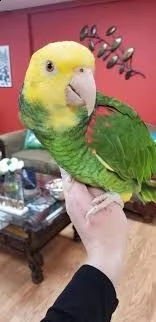 adorabili pappagalli cenerino a ben domati a vostra disposizione sono in ottime condizioni di salut
