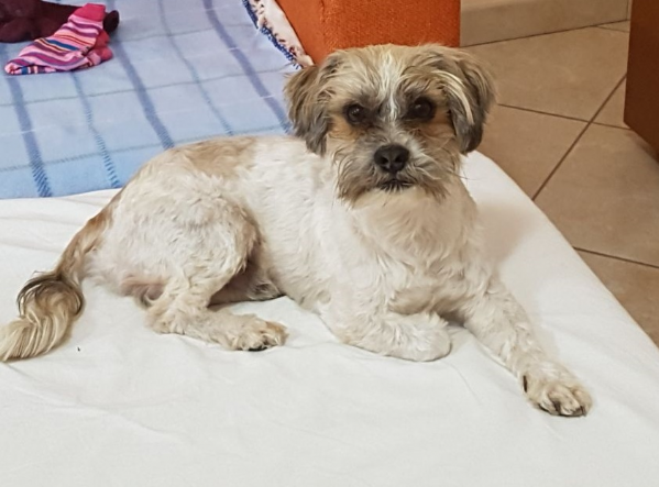 Offro In Regalo Shitzu Da Privato A Milano Rasty Maschietto