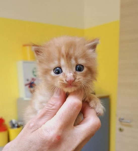 Gattino maschi Lello lungo aspetta casa | Foto 1