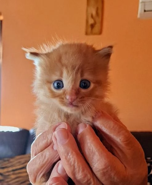 Gattino maschi Lello lungo aspetta casa | Foto 0