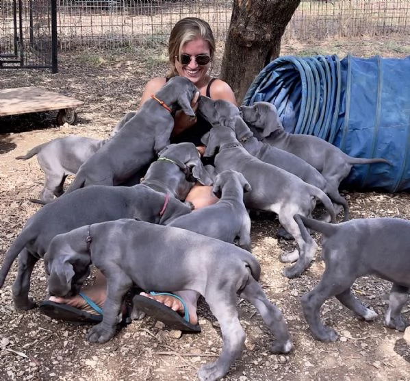 cuccioli di alano blu