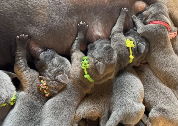 cuccioli di alano blu | Foto 4