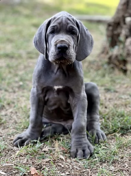 cuccioli di alano blu | Foto 3