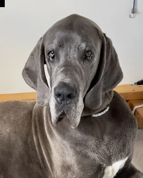 cuccioli di alano blu | Foto 1