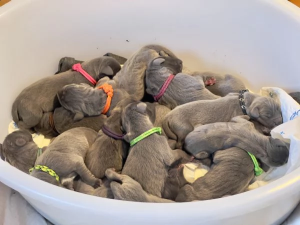 cuccioli di alano blu | Foto 0