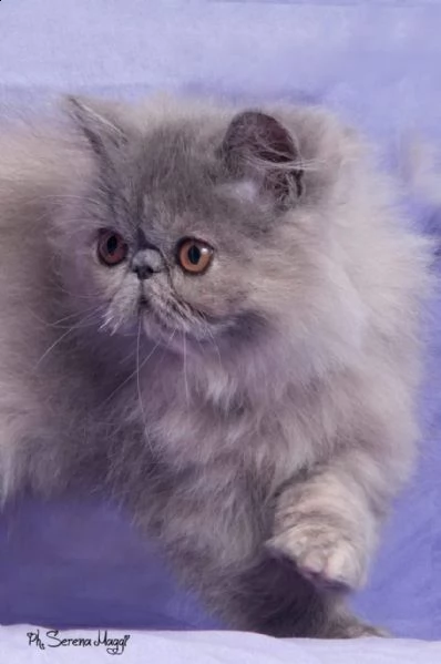 cuccioli gattini persiani | Foto 2