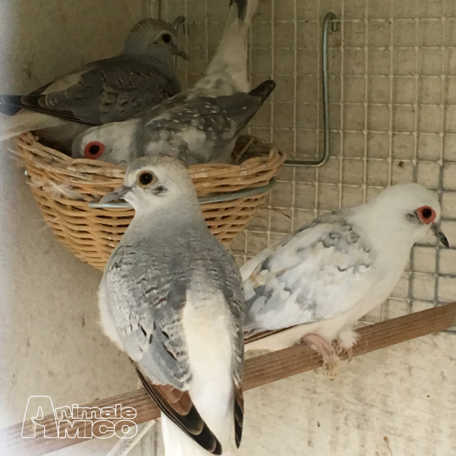 Vendita Animali Da Cortile Friuli Venezia Giulia