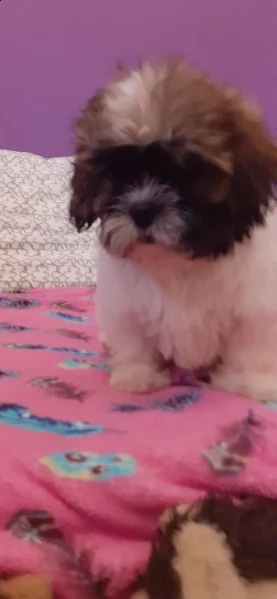 cuccioli shih tzu  | Foto 2