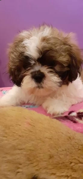 cuccioli shih tzu  | Foto 0