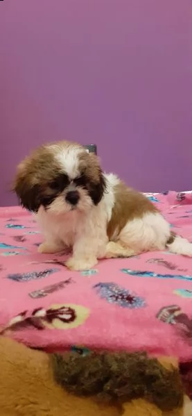 cuccioli shih tzu 