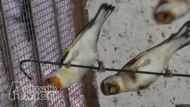 Vendita Animali Da Cortile Friuli Venezia Giulia
