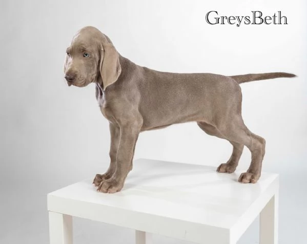 weimaraner