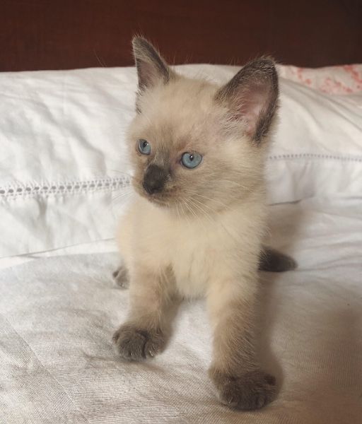vendo due cuccioli di gatto di razza siamese thai con pelo semi lungo e abituati ad usare la lettiera. entrambi i genitori sono siamesi di razza pura.