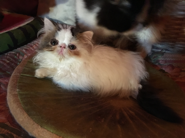Cuccioli Persiani Disponibili vendita cucciolo persiano da privato a pavia cuccioli Cuccioli Persiani Disponibili vendita cucciolo persiano da privato a pavia cuccioli