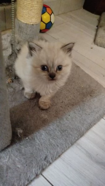 Vendita cuccioli di gatto persiano | Foto 2