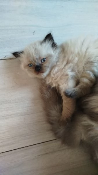 Vendita cuccioli di gatto persiano