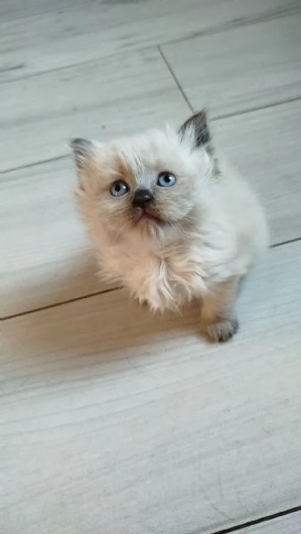 Vendita cuccioli di gatto persiano | Foto 1