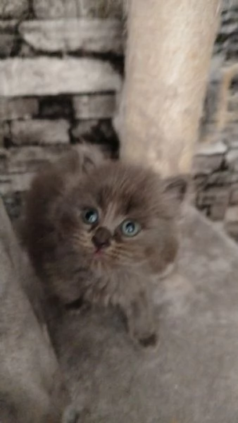 Vendita cuccioli di gatto persiano | Foto 0