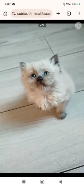 Vendita cuccioli di gatto persiano  | Foto 3