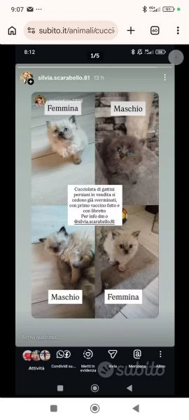 Vendita cuccioli di gatto persiano  | Foto 2