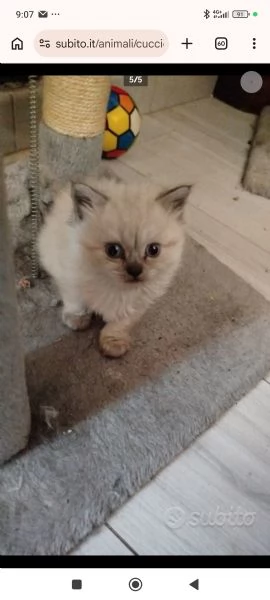 Vendita cuccioli di gatto persiano  | Foto 1