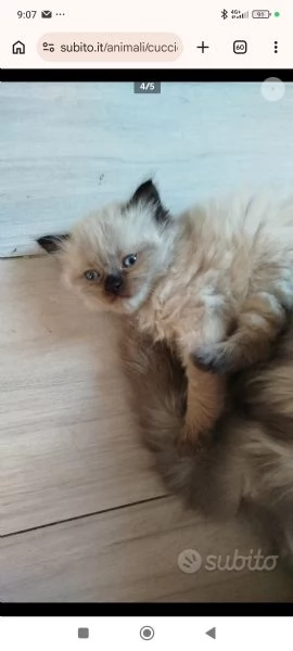 Vendita cuccioli di gatto persiano  | Foto 0