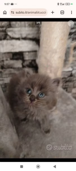 Vendita cuccioli di gatto persiano 