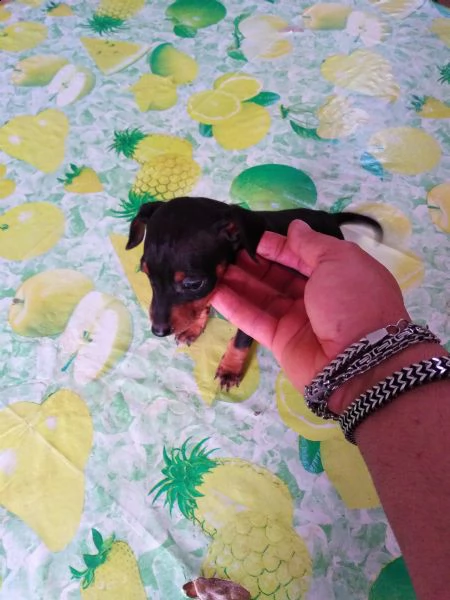 pincher nani toy super cuccioli taglia piccola  | Foto 2