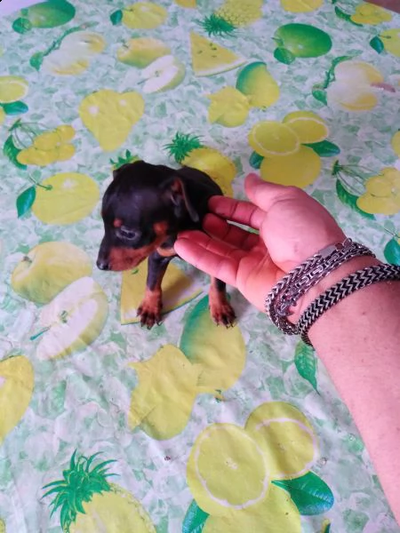 pincher nani toy super cuccioli taglia piccola  | Foto 0