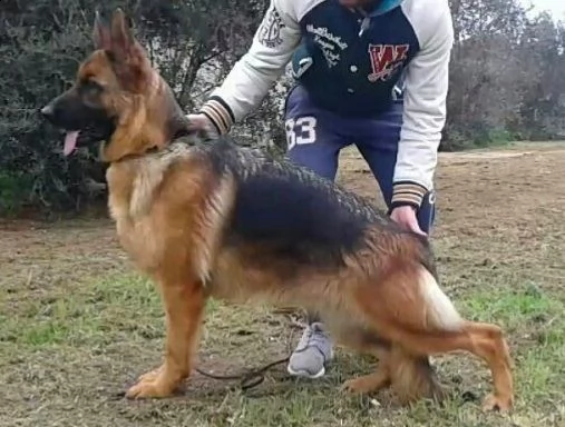 pastore tedesco super cuccioli con pedigree  | Foto 3