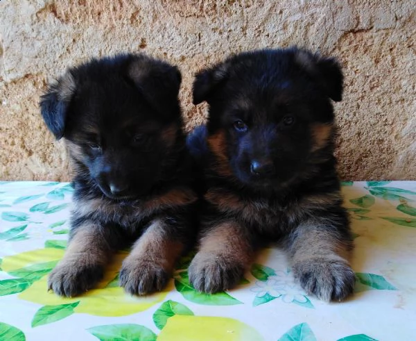 pastore tedesco super cuccioli con pedigree  | Foto 2