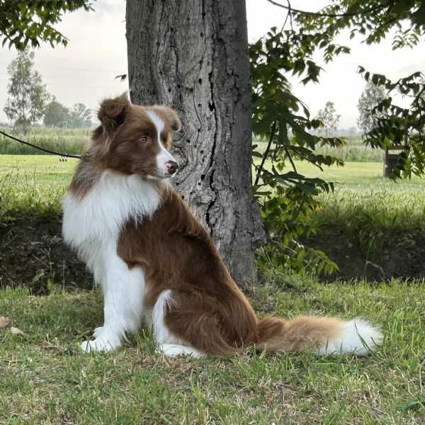 Border collie  | Foto 6