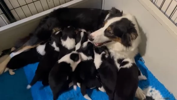 Border collie  | Foto 5