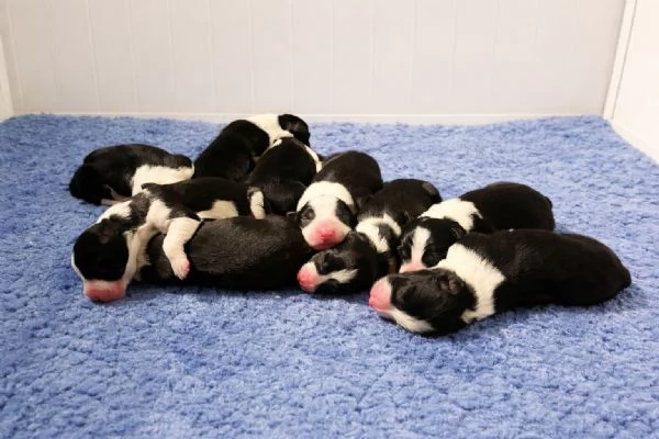 Border collie  | Foto 4