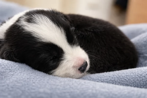 Border collie cuccioli disponibili  | Foto 6