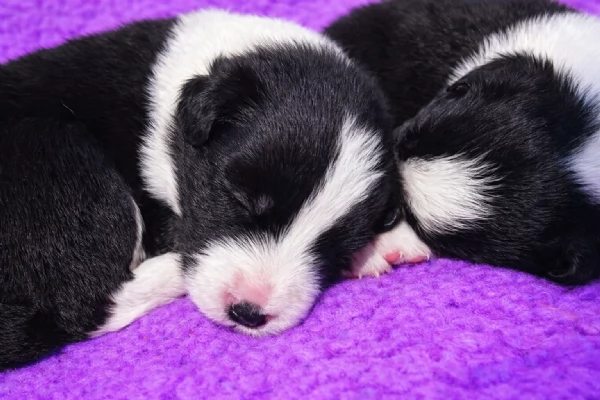 Border collie cuccioli disponibili  | Foto 4