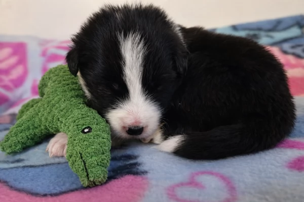 Border collie cuccioli disponibili  | Foto 1