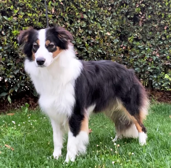 Border collie  | Foto 2