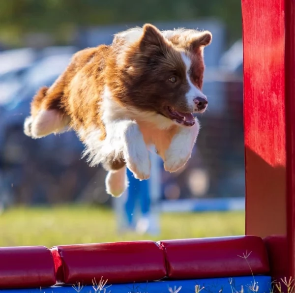 Border collie  | Foto 1