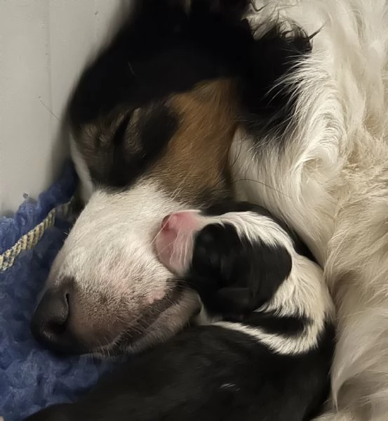 Border collie  | Foto 0