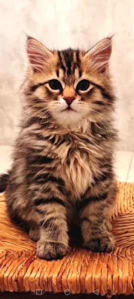 gattini siberiani cercano casa | Foto 2