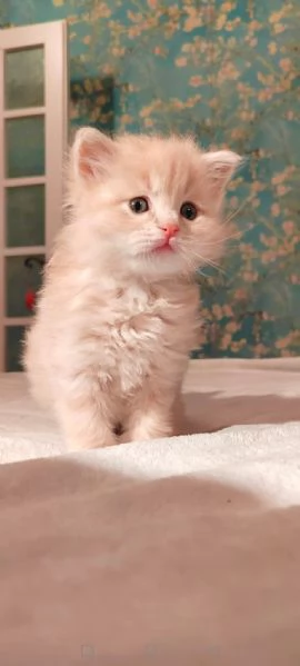 gattini siberiani cercano casa | Foto 1